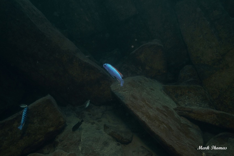 Labeotropheus trewavasae 'Mitande Reef (Rocks)'